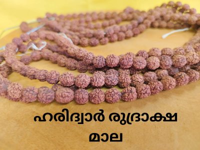 ഹരിദ്വാർ രുദ്രാക്ഷ മാല ബിഗ്