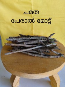 ചമത - പേരാൽ മൊട്ട്